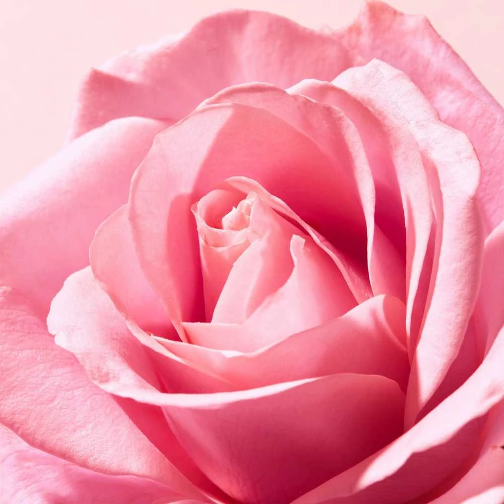 Nuxe Lūpų balzamas „Very Rose Lūpų balzamas“