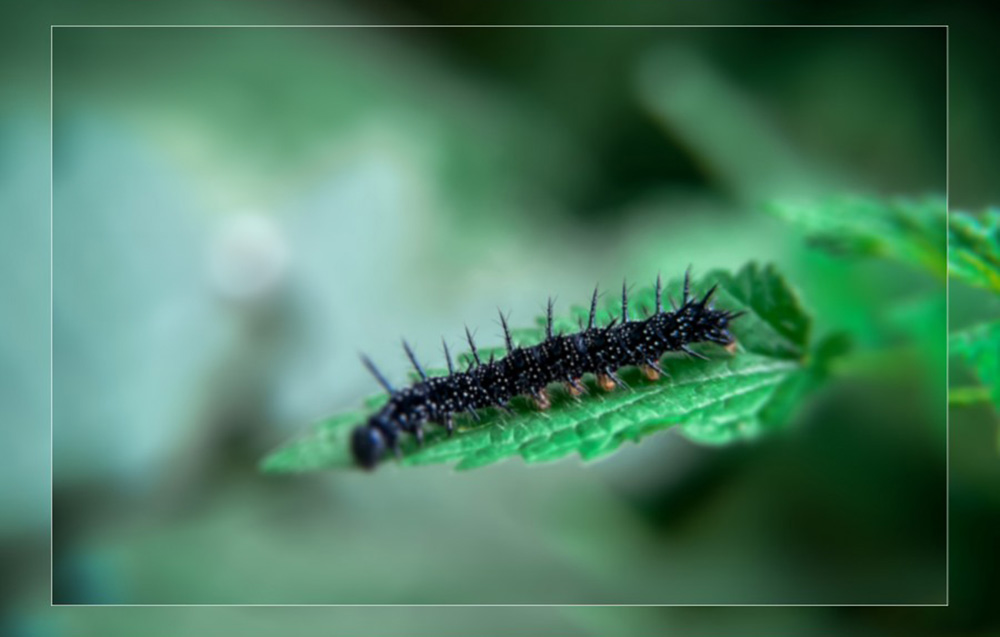 filter and lens-set-freewell-for-dji-osmo