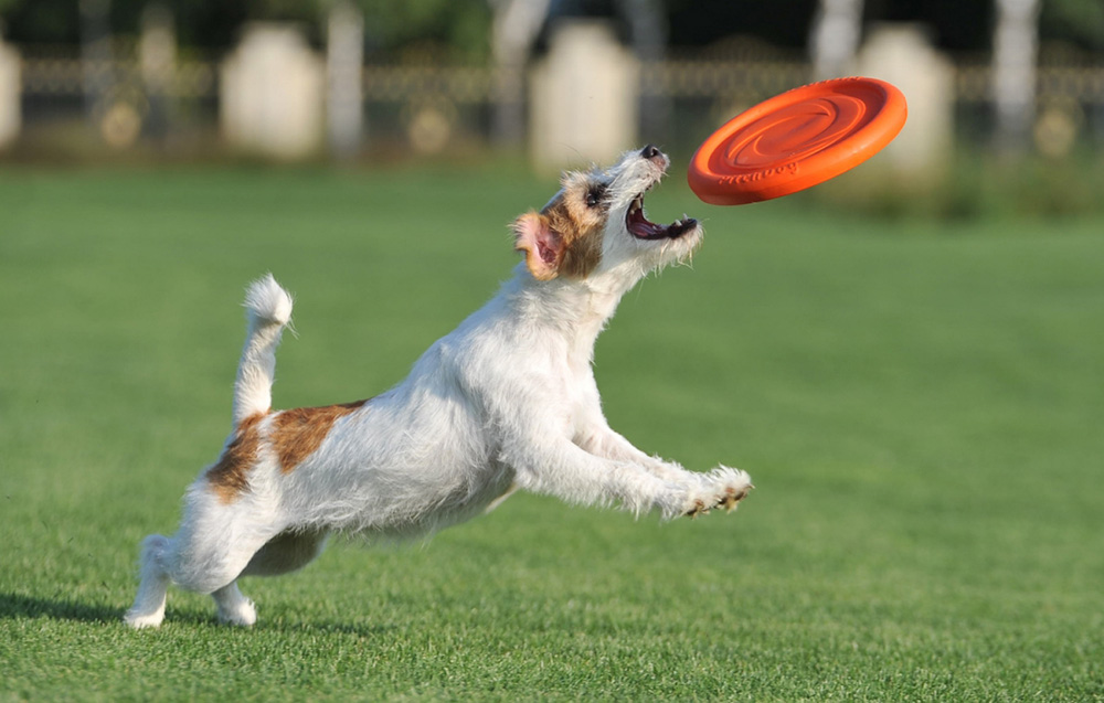 frisbeedisc-waudog-24-cm-oranžinė