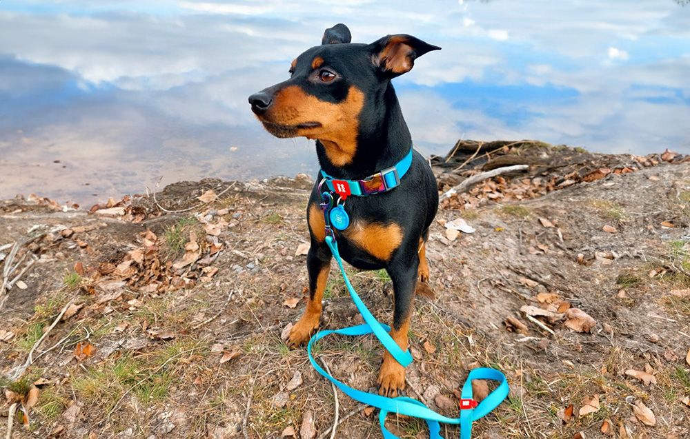 nylon-collar-with-qr-code-for-waudog-gradient