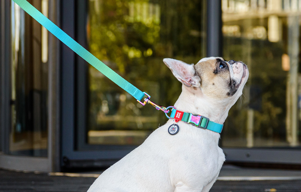 nylon-collar-with-qr-code-for-waudog-gradient