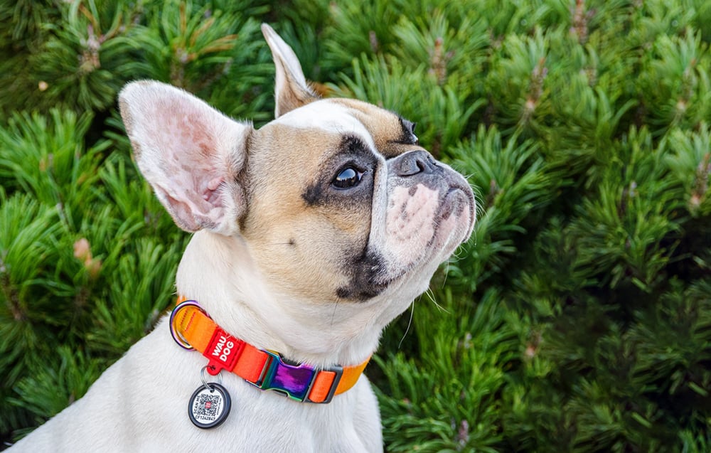 nylon-collar-with-qr-code-for-waudog-gradient