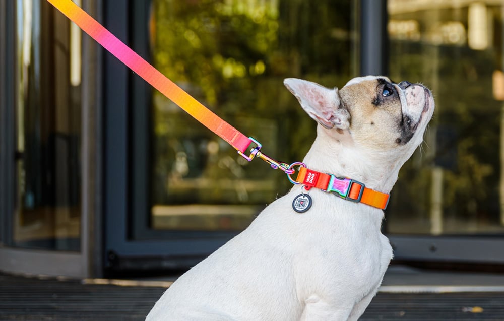 nylon-collar-with-qr-code-for-waudog-gradient