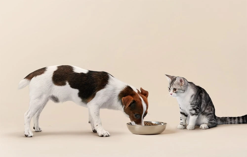 „Petlibro“ RFID išmanusis maisto dozatorius su apykakle, 3 l aprašymas - Prekės nuotrauka „Petlibro“ RFID išmanusis maisto dozatorius su apykakle, 3 l aprašymas - Prekės nuotrauka