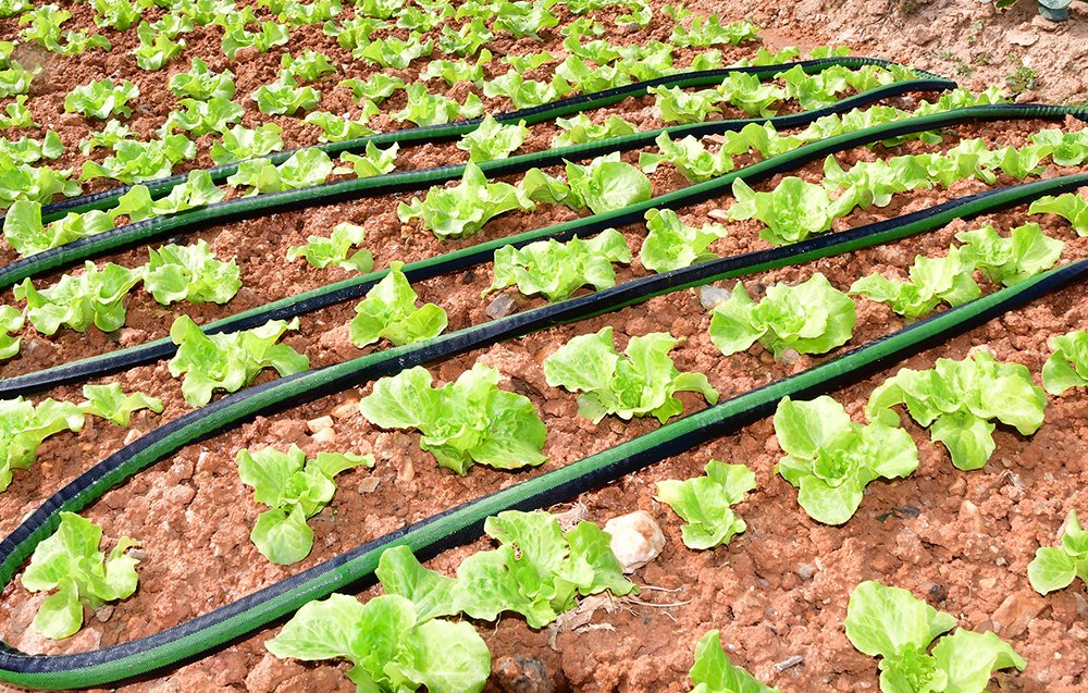 RainPoint 50-Foot Drip Irrigation Hose aprašymas - Prekės nuotrauka