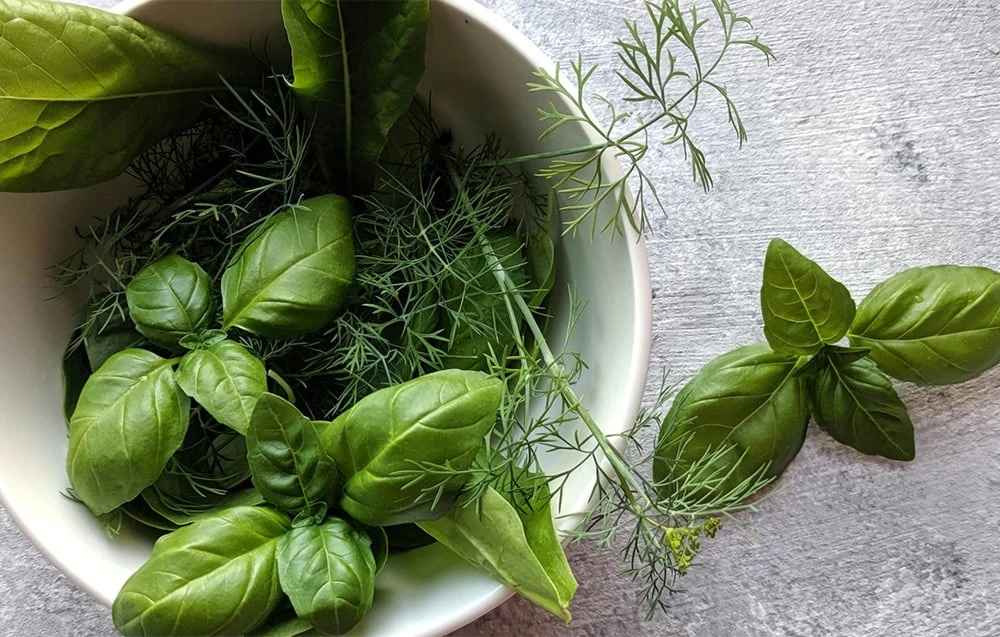 RainPoint Hydroponic Growing Kit aprašymas - Prekės nuotrauka