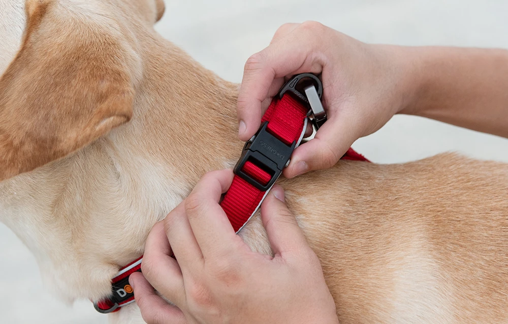 Šviesą atspindinti antkaklis Dogness dydis XL (raudonas) aprašymas - Prekės nuotrauka Šviesą atspindinti antkaklis Dogness dydis XL (raudonas) aprašymas - Prekės nuotrauka
