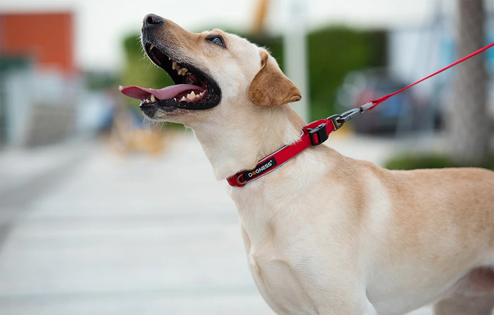 Šviesą atspindinti antkaklis Dogness dydis XS (raudona) aprašymas - Prekės nuotrauka Šviesą atspindinti antkaklis Dogness dydis XS (raudona) aprašymas - Prekės nuotrauka