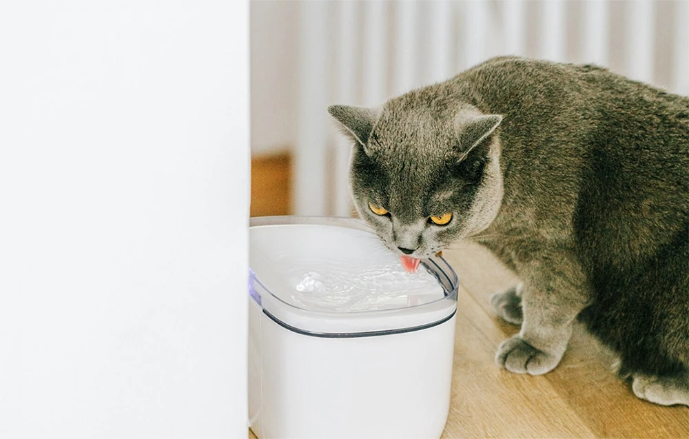 Petoneer Smart Pet Fountain mini atsarginiai filtrai 2 vnt aprašymas - Prekės nuotrauka Petoneer Smart Pet Fountain mini atsarginiai filtrai 2 vnt aprašymas - Prekės nuotrauka