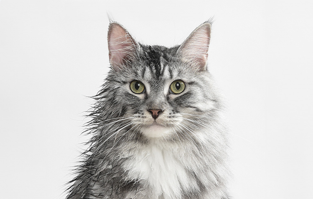 smart-pet-dryer-catlink-standard