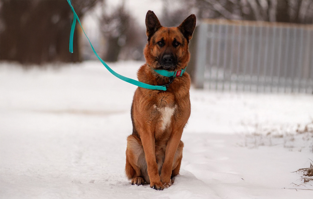 waudog-waterproof dog leash-20 mm wide-183