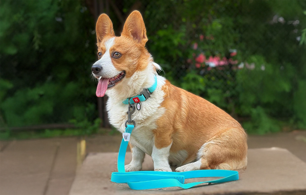 waudog-waterproof dog leash-20 mm wide-183