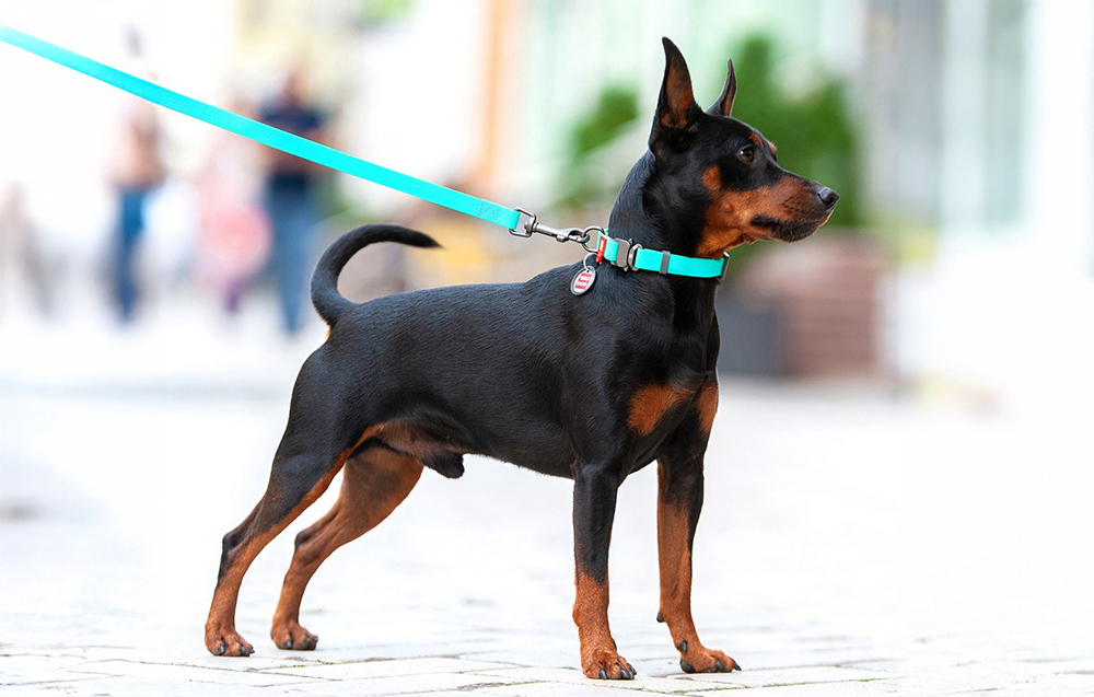 waudog-waterproof-luminescent-dog-leash