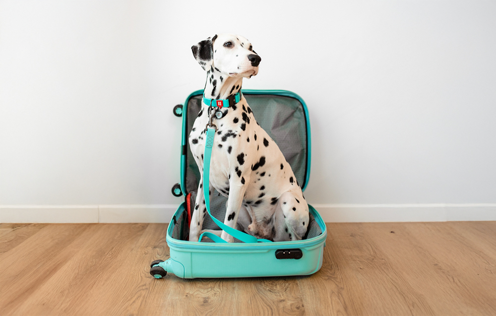 waudog-waterproof-luminescent-dog-leash