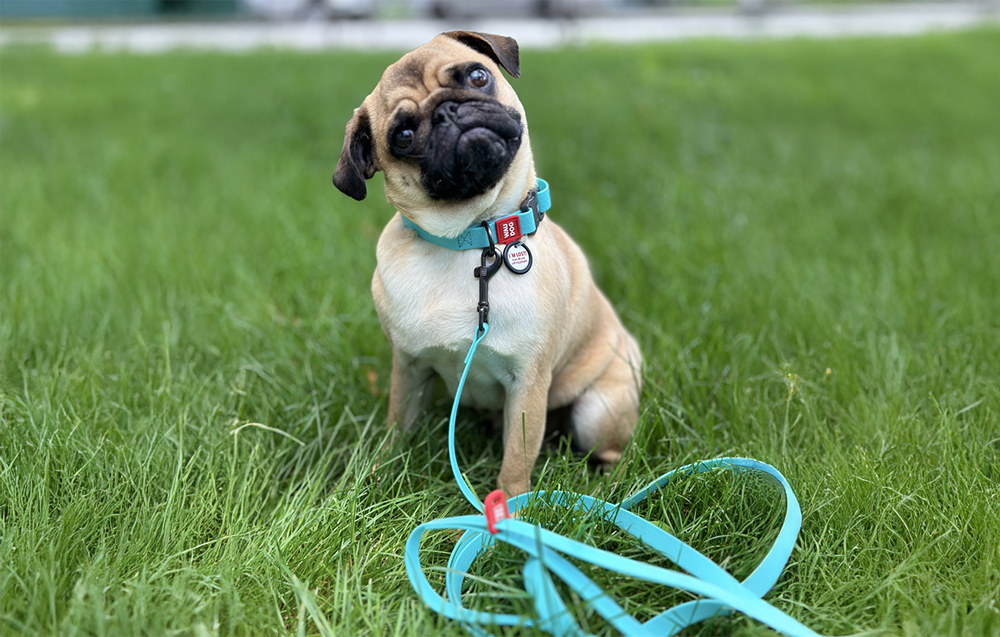 waudog-waterproof-luminescent-dog-leash
