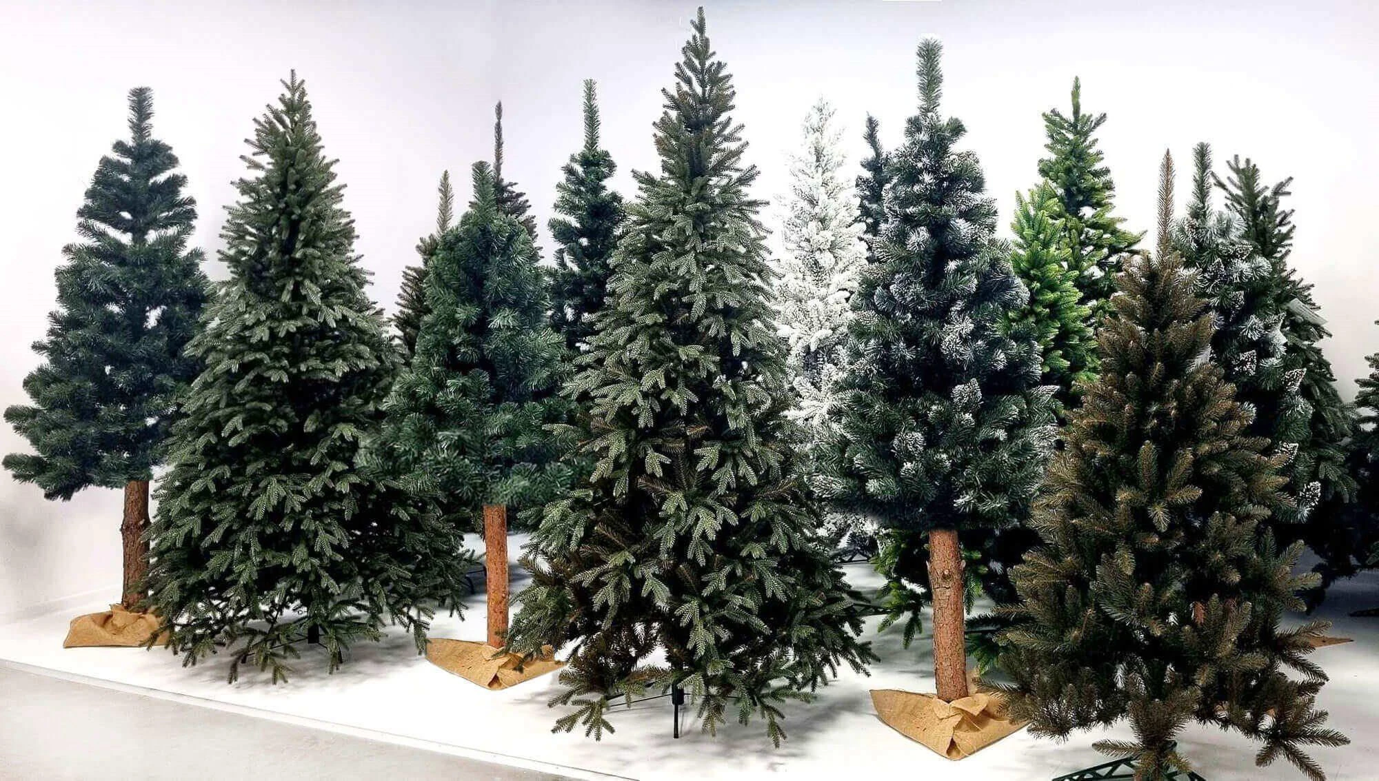 Springos Kalėdinė eglutė deimantinė pušis 220 cm