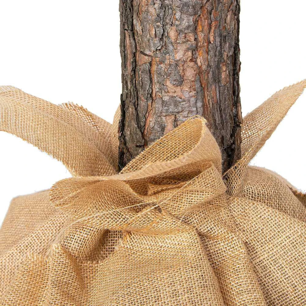 Kalėdinė eglutė Springos CT0112 220 cm su deimantiniu šerkšnu