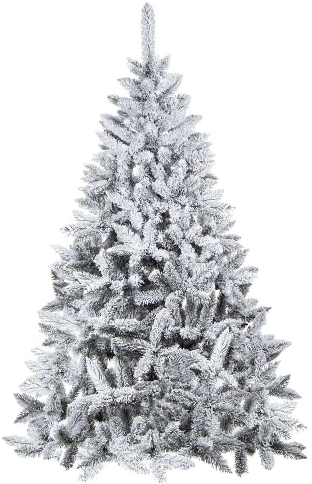 Kaukazo eglė su sniegu Springos 250 cm