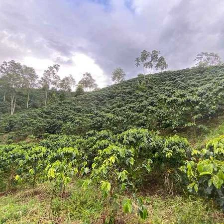 Heresy - Colombia El Vergel Magnum Sidra Filter 126 g