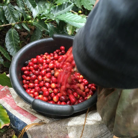 Johan & Nyström - Guatemala Wicho Valdes Santa Isabel Washed Filter 250 g