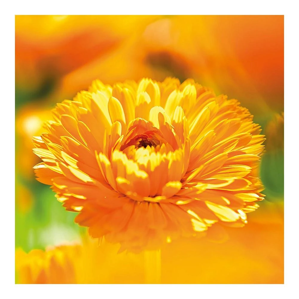"Weleda Cos Crema De Calendula" vaikiškas veido kremas su medetkom 75ml