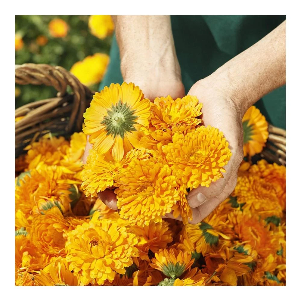 "Weleda Cos Crema De Calendula" vaikiškas veido kremas su medetkom 75ml
