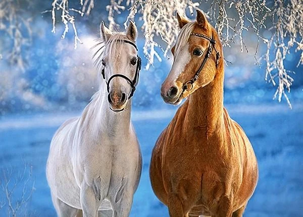 Castorland dėlionė THE WINTER HORSES 260 det.