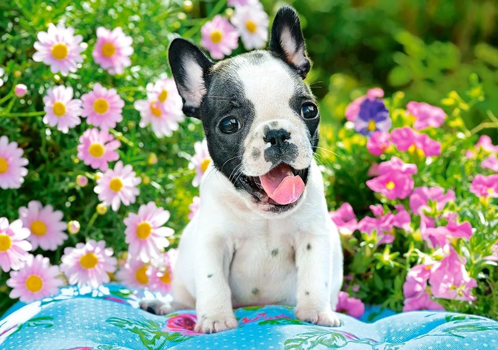 Castorland Dėlionė 500 vnt. - Prancūzų buldogas