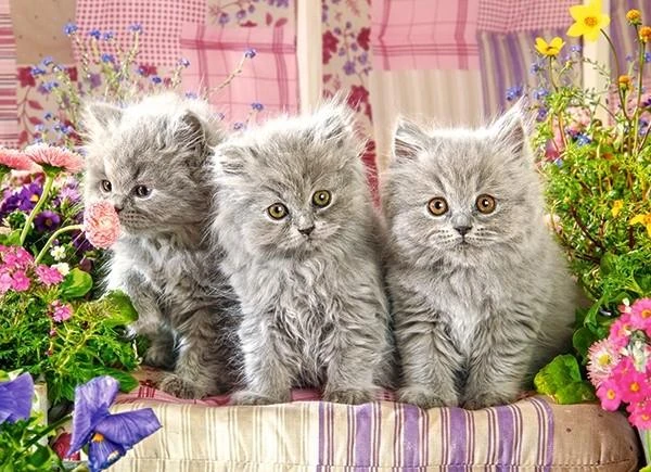 Castorland dėlionė Three Pilkas Kittens 300 det.