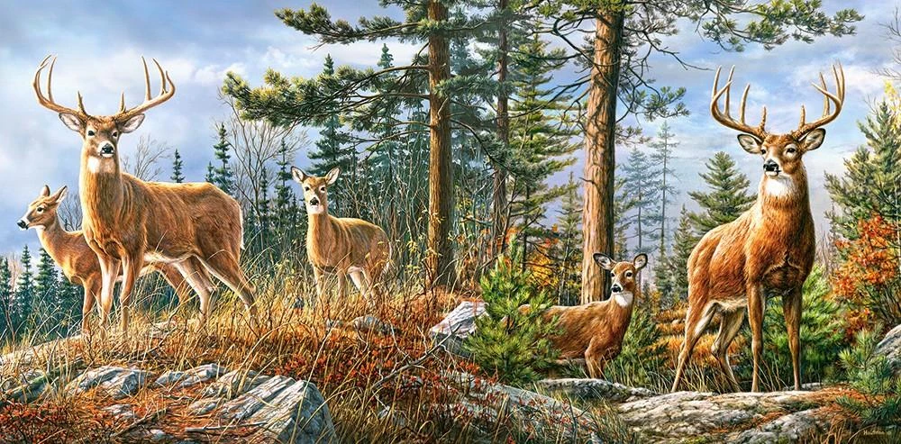 Castorland Dėlionė 4000 vnt. - Elnių šeima aprašymas - Prekės nuotrauka