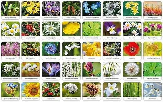 Flora Lenkijos atminties žaidimas Adamigo 07851