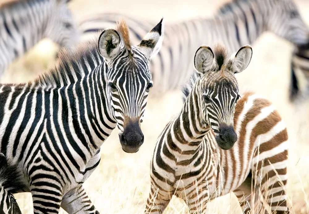Castorland dėlionė Young Zebras 1000 det