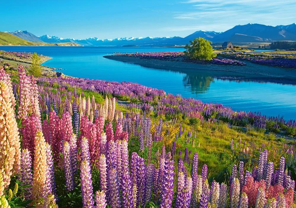 Castorland dėlionė Lake Tekapo New Zealand 500 det.