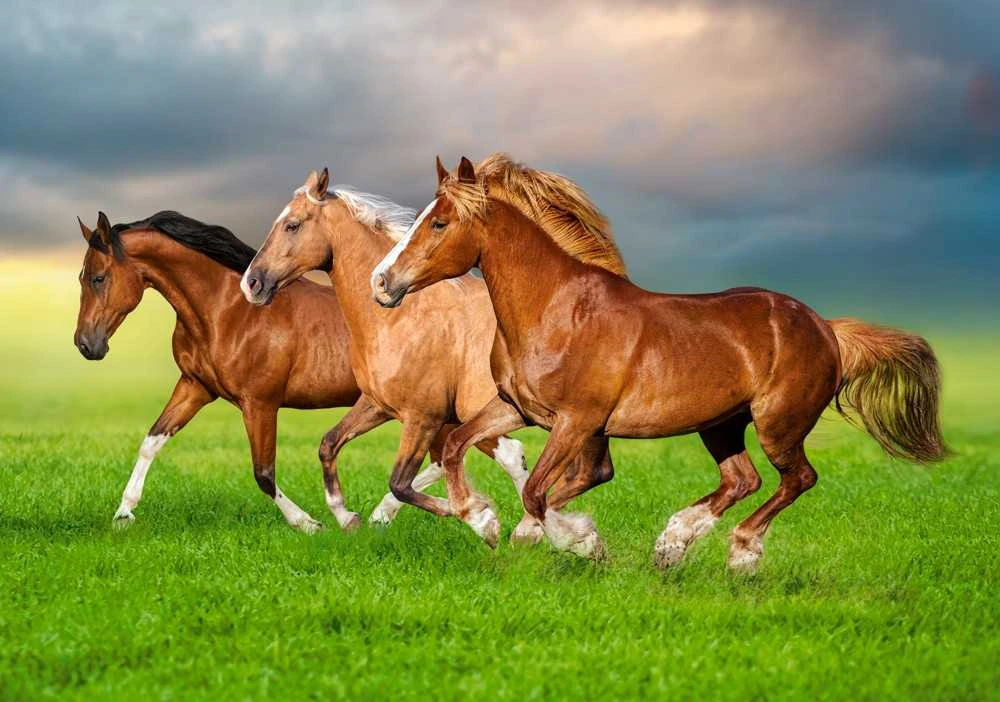 Castorland dėlionė Horses in Spring Rush 500 det