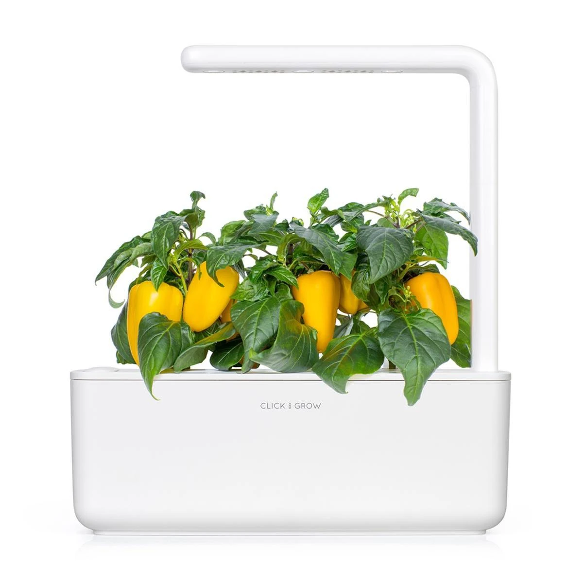 Click and Grow SMART HOME 3 vnt. papildymas - paprikos sėklos, geltonos