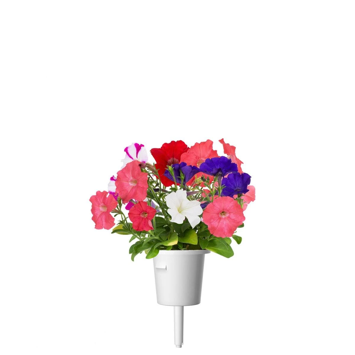 Click and Grow 3 vnt. papildymas - petunijos gėlių sėklos