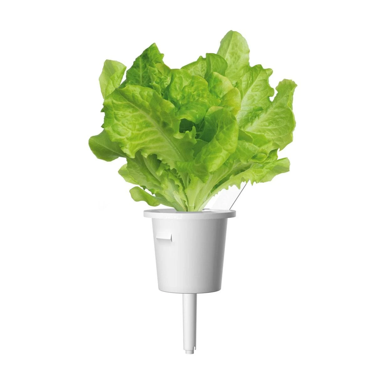 Click And Grow Click & Grow Click & Grow Smart Garden pildomas salotos 3vnt