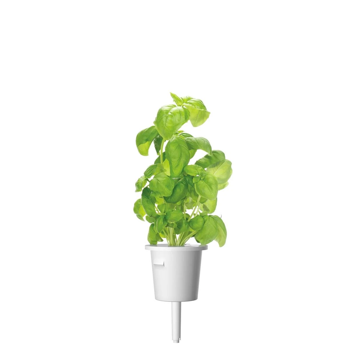 Click and Grow Smart Home 3 vnt. papildymas - bazilikų sėklos
