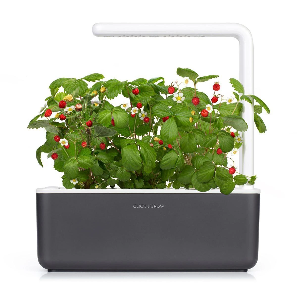 Click & Grow sėklos išmaniajam braškių vazonui  SHGR24x3 3vnt.