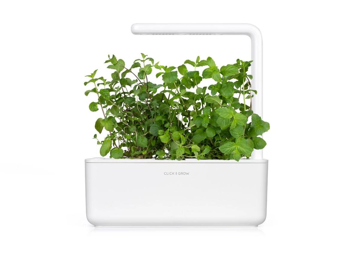 Click Grow „Click and Grow“ – išmaniojo sodo papildymo pakuotė, 3 vnt. – pipirmėčių (SGR22X3)