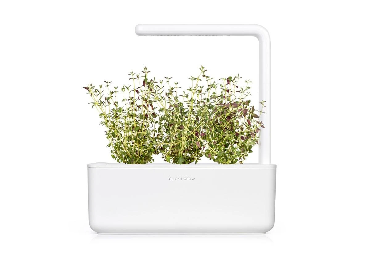 Click and Grow Smart Home 3 vnt. papildymas - čiobrelių sėklos