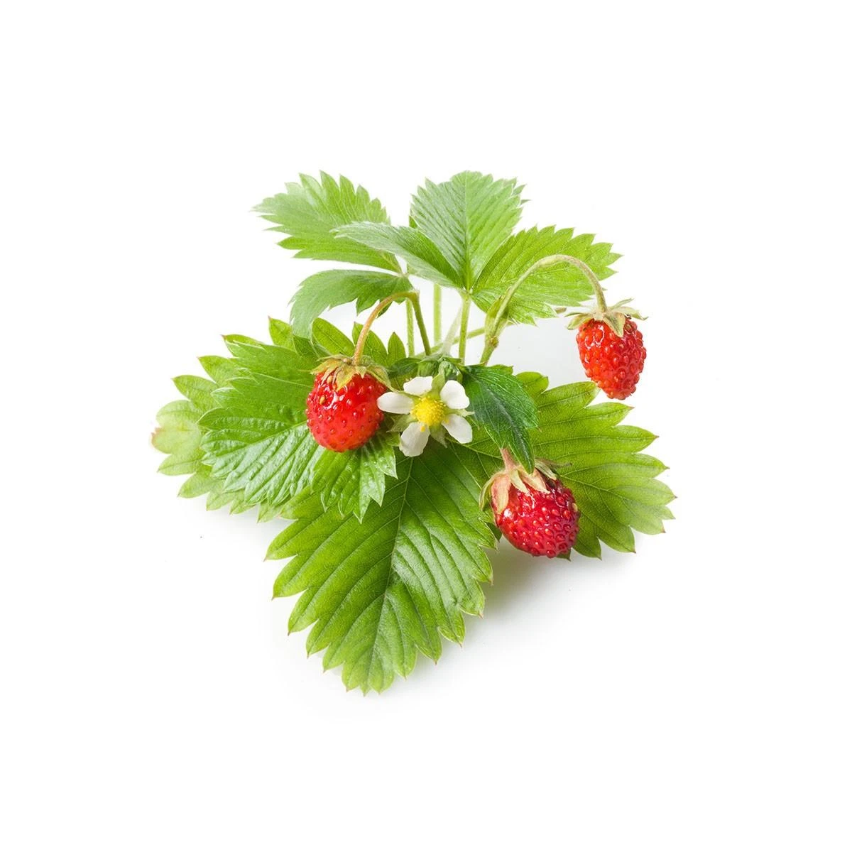 Click & Grow sėklos išmaniajam braškių vazonui  SHGR24x3 3vnt.