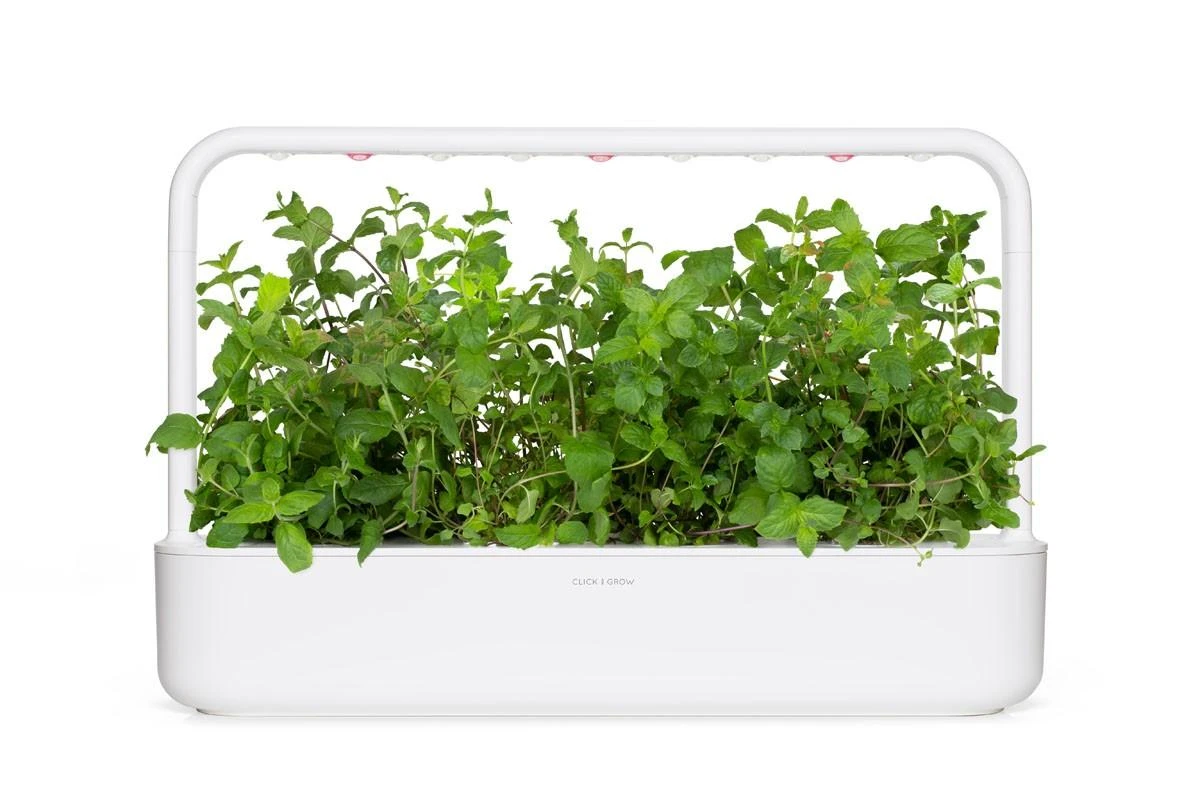Click Grow „Click and Grow“ – išmaniojo sodo papildymo pakuotė, 3 vnt. – pipirmėčių (SGR22X3)