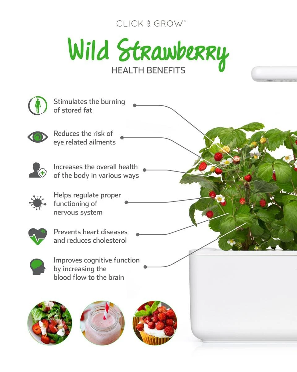 Click & Grow sėklos išmaniajam braškių vazonui  SHGR24x3 3vnt.