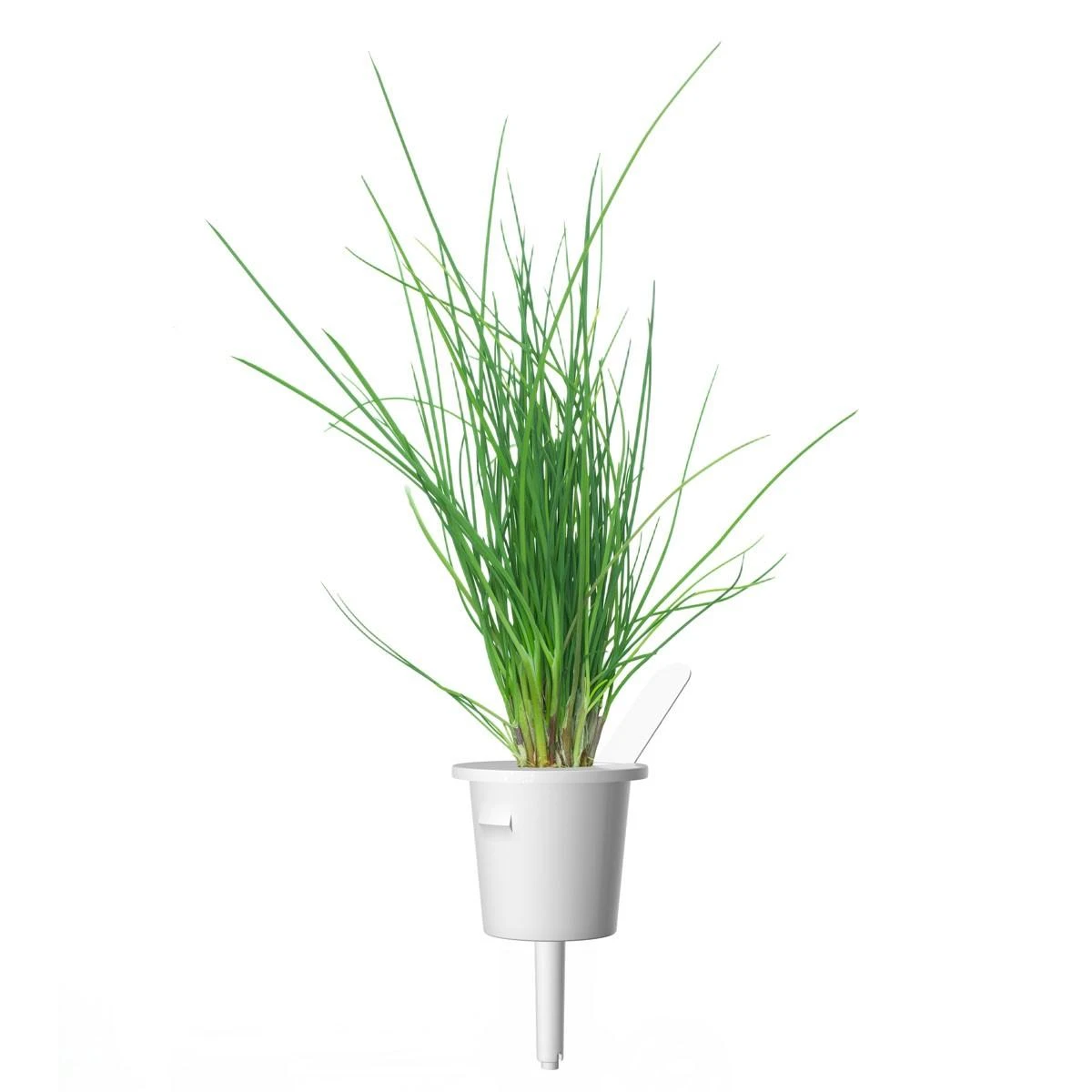 Click Grow „Click and Grow“ – išmaniojo sodo papildymo pakuotė, 3 vnt. – laiškiniai česnakai (SGR38X3)