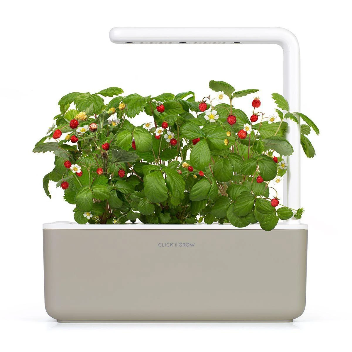 Click & Grow sėklos išmaniajam braškių vazonui  SHGR24x3 3vnt.