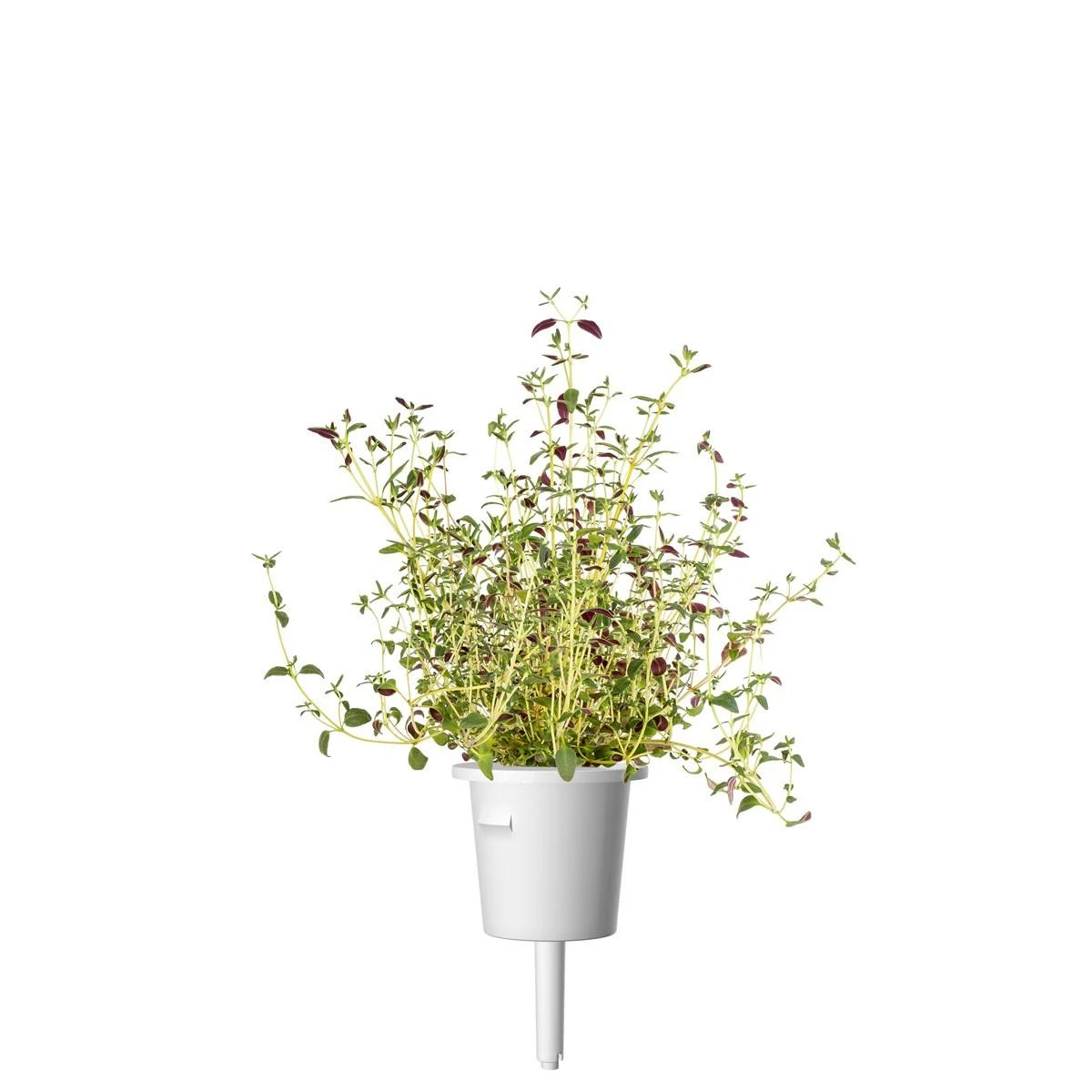 Click and Grow Smart Home 3 vnt. papildymas - čiobrelių sėklos