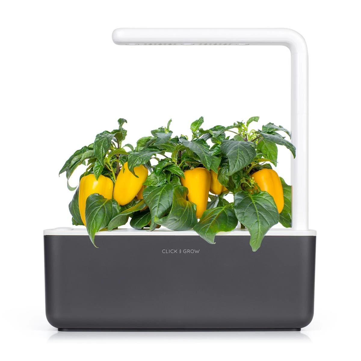 Click and Grow SMART HOME 3 vnt. papildymas - paprikos sėklos, geltonos