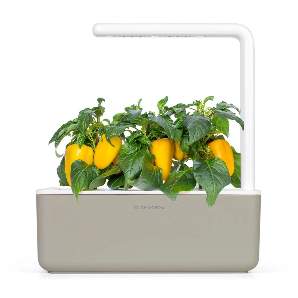 Click and Grow SMART HOME 3 vnt. papildymas - paprikos sėklos, geltonos