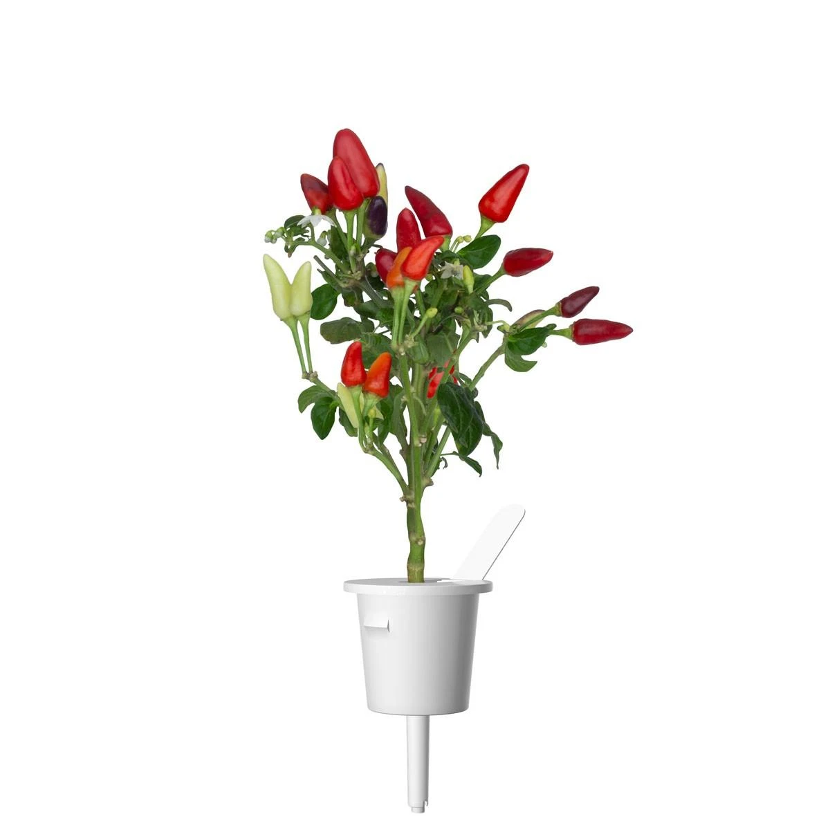 Click and Grow 3 vnt. papildymas - čili pipirų sėklos